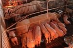 Người chăn nuôi cẩn trọng tái đàn lợn