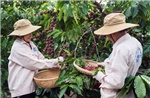 Giá cà phê tuột mốc 100.000 đồng/kg