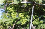 Nho cảnh Khánh Hòa 'hút hàng' dịp Tết