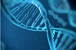 Bất ngờ gen di truyền là yếu tố chính quyết định tuổi thọ con người