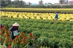 Để hoa cảnh Đồng Tháp vươn xa