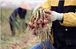 Tìm hướng phát triển cho 'thủ phủ' hành, tỏi ở miền Bắc