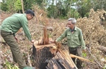Gia Lai phát hiện hàng chục cây gỗ bị cưa hạ trái phép ở rừng phòng hộ