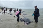 Indonesia giải cứu 34 cá voi hoa tiêu mắc cạn
