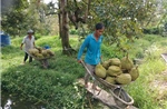Khơi thông xuất khẩu sầu riêng từ vùng trồng đến phòng kiểm nghiệm