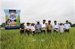 Bắc Ninh xem xét đưa giống lúa Ngọc Nương 9 vào cơ cấu hỗ trợ
