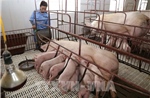 Giải pháp vi sinh mở hướng đi mới cho chăn nuôi xanh tại Việt Nam