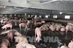 FAO cảnh báo hậu quả lạm dụng kháng sinh trong chăn nuôi