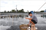 Giá tôm thẻ chân trắng giảm sâu