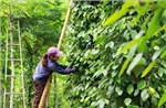 Giá trị kép từ sản xuất hồ tiêu hữu cơ