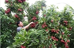 Vải thiều được giá, người trồng phấn khởi dù sản lượng giảm hơn 50%