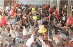 Giá gà thịt tiếp tục giảm, người nuôi lỗ nặng