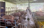 Chăn nuôi duy trì tăng trưởng trước áp lực dịch bệnh gia tăng