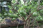 Sắp ban hành nghị quyết tháo gỡ vướng mắc về cấp mã số vùng trồng