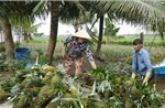 Nhà vườn thu lợi lớn nhờ giá nông sản nghịch vụ tăng mạnh