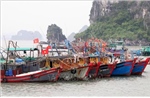 Quảng Ninh: Hơn 4.100 tàu cá trên 6 mét được quản lý trên hệ thống VNFishbase