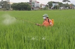 Kiểm soát thuốc bảo vệ thực vật để nâng chuẩn nông sản xuất khẩu