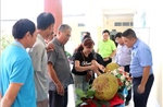 Thí điểm xây dựng chuỗi giá trị ngành hàng mít từ 'Mít ruột đỏ Cái Ngang'