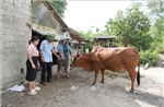 Khẩn trương khống chế ổ dịch lở mồm long móng trên đàn gia súc