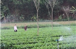 Nguồn vốn chính sách: Đòn bẩy phát triển kinh tế hộ dân vùng khó Tuyên Quang