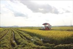Chỉ đạo giải quyết việc chuyển mục đích sử dụng đất trồng lúa thực hiện dự án tại Long An