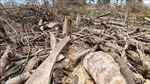 Quảng Trị: Yêu cầu sớm xử lý triệt để vụ phá rừng ở Đakrông