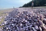 Ngao tự nhiên chết bất thường, trôi dạt vào bờ biển Thanh Hóa