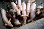 Hàng trăm con lợn chết tại Indonesia nghi do nhiễm virus tả lợn châu Phi