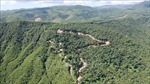 Phó Thủ tướng Trần Lưu Quang yêu cầu Quảng Ngãi làm rõ thông tin phá rừng tự nhiên ở Đức Phổ