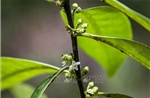 Tìm thấy cây nhựa ruồi Brazil sau gần 2 thế kỷ