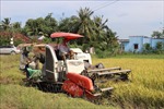 Giá gạo Việt Nam xuất khẩu tăng mức cao nhất trong 3 tháng