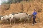 Tín dụng chính sách &#39;mở lối&#39; giúp đồng bào vùng cao thoát nghèo