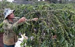 Gần 10.000 ha cây trồng tại thủ phủ cà phê của Lâm Đồng thiếu nước