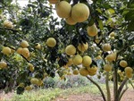 Điều kiện để trái bưởi tươi Việt Nam xuất khẩu vào Australia