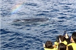 Nhật Bản bắt đầu săn cá voi vây lớn