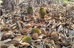 Sầu riêng Khánh Hòa rụng trái hàng loạt do thời tiết thất thường