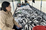 Hơn 25 tấn cá nuôi lồng bè ở lòng hồ thủy điện Ialy bị chết