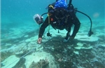 San hô tại Côn Đảo bị tẩy trắng do nhiệt độ nước biển tăng cao