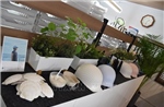 Nhật Bản ra mắt mũ bảo hiểm được làm từ vỏ sò và nhựa tái chế