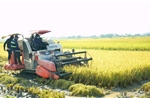 Gần 1.900 ha lúa không kết hạt, người dân Nghệ An đứng ngồi không yên