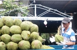 Thêm 960 mã số vùng trồng, cơ sở đóng gói sầu riêng được xuất khẩu sang Trung Quốc