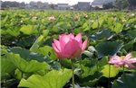 Hương sen đất Cố đô - Sức sống mới cho du lịch nông nghiệp Ninh Bình
