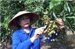 Chất lượng làm nên thương hiệu nhãn lồng Hưng Yên