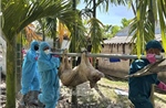 Người dân Quảng Ngãi phản ánh việc phải nộp phí đưa lợn nhiễm bệnh đi tiêu hủy