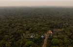 Cuộc đua ‘Sơn Tinh - Thủy Tinh’ thầm lặng nhằm hấp thụ carbon Trái Đất