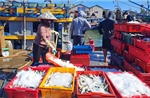 Ngư dân trúng vụ đánh bắt cá cơm, cá nục gai