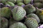Siết chặt quản lý chất lượng sầu riêng xuất khẩu
