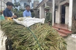 Hà Nội: Khẩn trương thu hoạch lúa &#39;xanh nhà hơn già đồng&#39;