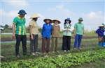 Khẩn trương khôi phục sản xuất nông nghiệp sau bão lũ