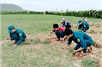 Hỗ trợ thu hoạch hành, bảo vệ diện tích lúa vừa gieo sạ trước bão